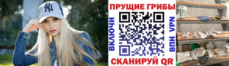 хочу   ссылка на мегу tor  Галлюциногенные грибы Psilocybe  Алзамай 